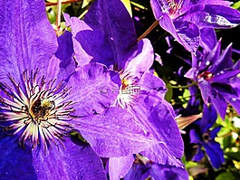 鐵線蓮,花,開花