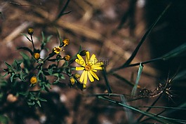 黃色,花,花園