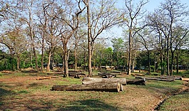 日志記錄,林業(yè),木材