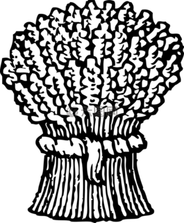 收獲,作物,耳