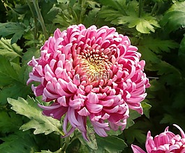 花,盛開,開花
