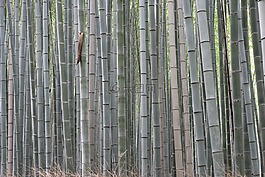 竹,森林,植物