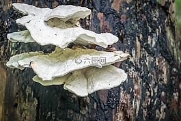 菌類,蘑菇,一滴水