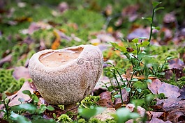 蘑菇,森林,秋