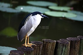 夜鷺,暗光鳥,動物