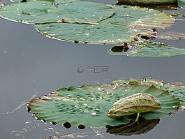 水,工作表,葉子
