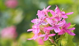 花,自然,植物區(qū)系