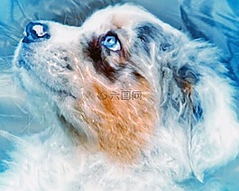 sheltie,狗,掩码