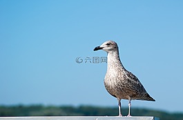 鳥,海鷗,天空