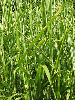 草,斑馬草,象草