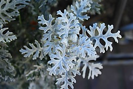 花,性质,在法院的