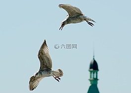 鳥,海鷗,天空