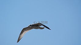 鳥,海鷗,天空