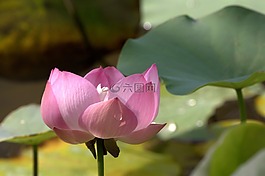 荷花,桃色,盛開(kāi)