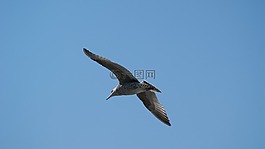 鳥,海鷗,天空