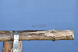 木,籬笆,科