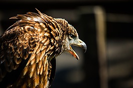 捕食鳥,肖像,風(fēng)箏