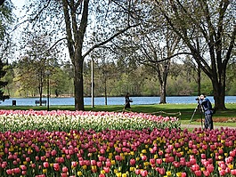 鮮花,郁金香,花園