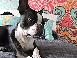 狗,bostonterrier,寵物