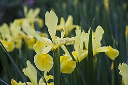 鳶尾花,花,盛開