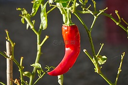 食品,蔬菜,成長(zhǎng)