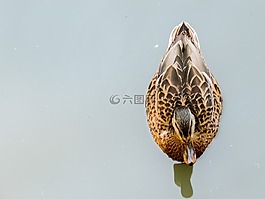 鴨,反思,水