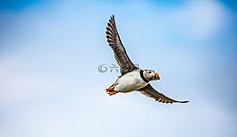 海雀,鳥,海