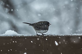 鳥,動物,木材