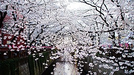 櫻桃,東京,城市景觀
