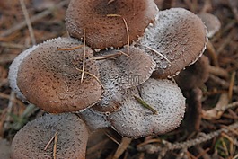 蘑菇,秋季,布朗