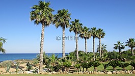 棕榈,树,海