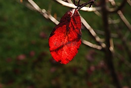 工作表,秋季,太陽(yáng)