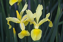 鸢尾花,黄色,花