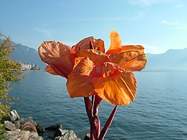 瑞士,蒙特勒,日內(nèi)瓦湖