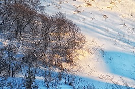 雪,陰影,晚上