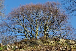 樹,性質(zhì),景觀