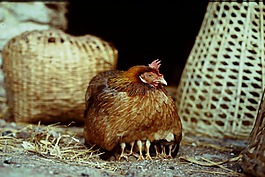 雞,動物,男孩