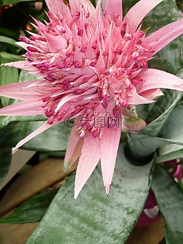 凤梨,花,粉红色