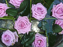 紫,玫瑰,花卉