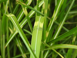 草,斑馬草,象草