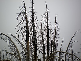 樹,分支機(jī)構(gòu),天空
