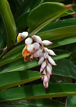 殖民地,花卉,鮮花
