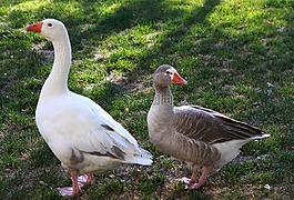 鵝,雞,農(nóng)場動物