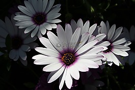 白開普敦菊花,白,鮮花