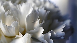 花卉,白,szekfü
