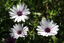 白開普敦菊花,白,鮮花