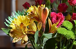 alstroemeria,秘魯百合,菊花