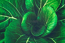 綠色,葉,蔬菜