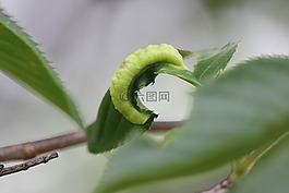 天蛾,昆蟲,綠色