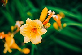 花,盛开,景观